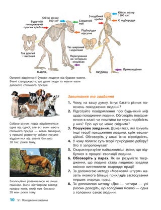 10 §1. Походження людини
Об’єм мозку
500 см3
Об’єм мозку
1500 см3
Скошений
лоб
S-подібний
хребет Є підборіддя
Відсутній
поперековий
прогин хребта
Підборіддя
відсутнє
Таз широкий
і короткий
Таз довгий
і високий Пересування
на чотирьох
кінцівках
МАВПА
Прямоходіння
ЛЮДИНА
Основні відмінності будови людини від будови мавпи.
Вчені стверджують, що давні люди та мавпи мали
далекого спільного предка.
Запитання та завдання
1. Чому, на вашу думку, існує багато різних по­
яснень походження людини?
2. Підготуйте повідомлення про будь-який міф
щодо походження людини. Обговоріть повідом­
лення в класі: чи помітили ви якусь подіб­
ність
у них? Про що це може свідчити?
3. Пошукове завдання. Дізнайтеся, які існують
інші теорії походження людини, крім еволю­
ційної. Обговоріть у класі їхню вірогідність.
4. У чому полягає суть теорії природного добору?
Хто її запропонував?
5. Охарактеризуйте найважливіші зміни, що від­
булися в процесі еволюції людини.
6. Обговоріть у парах. Як ви розумієте твер­
дження, що людина стала людиною завдяки
вмінню виготовляти знаряддя праці?
7. За допомогою методу «Мозковий штурм» на­
звіть якомога більше прикладів застосування
перших знарядь праці.
8. За допомогою методу «Два — чотири — усі
разом» доведіть, що володіння мовою — одна
з головних ознак людини.
Еволюційно розвивалися не лише
гомініди. Вчені відтворили вигляд
предка котів, який жив близько
20 млн років тому.
Собаки різних порід відрізняються
одна від одної, але всі вони мають
спільного предка — вовка. Імовірно,
у процесі розвитку собаки почали
відділятися від вовків близько
30 тис. років тому.
 