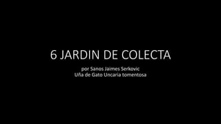 6 JARDIN DE COLECTA
por Sanos Jaimes Serkovic
Uña de Gato Uncaria tomentosa
 