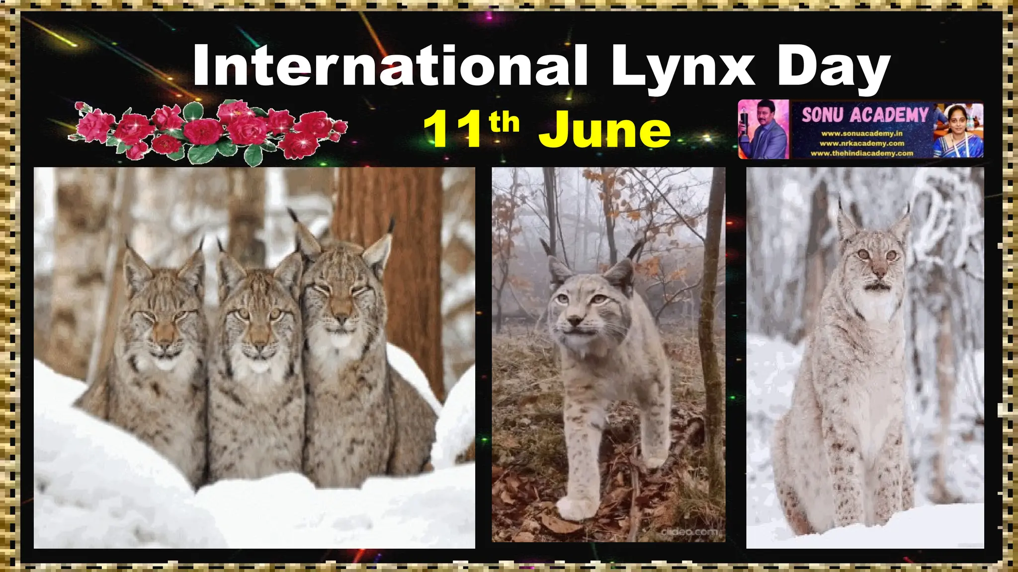 International Lynx Day
11th
June
 
