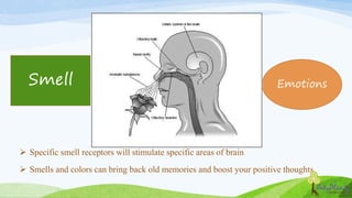  Specific smell receptors will stimulate specific areas of brain
 Smells and colors can bring back old memories and boos...