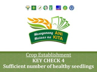 RICE COMPETITIVENESS ENHANCEMENT FUND
Crop Establishment
KEY CHECK 4
Sufficient number of healthy seedlings
 