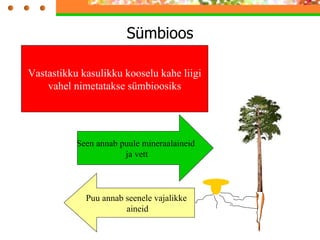 Sümbioos Kuigi männijuured on võimasad ei suuda nad kõiki eluks vajalikke toitaineid kättesaada. Abiks on neil seened, kus männijuured ja seenejuured on omavahel põimunud. Seen annab puule mineraalaineid  ja vett Puu annab seenele vajalikke  aineid Vastastikku kasulikku kooselu kahe liigi vahel nimetatakse sümbioosiks 