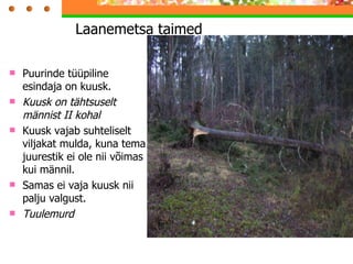 Laanemetsa taimed  Puurinde tüüpiline esindaja on kuusk. Kuusk on tähtsuselt männist II kohal Kuusk vajab suhteliselt viljakat mulda, kuna tema juurestik ei ole nii võimas kui männil.  Samas ei vaja kuusk nii palju valgust. Tuulemurd 