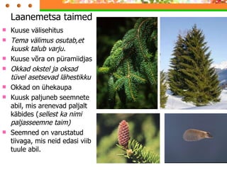 Kuuse välisehitus Tema välimus osutab,et kuusk talub varju. Kuuse võra on püramiidjas Okkad okstel ja oksad tüvel asetsevad lähestikku Okkad on ühekaupa Kuusk paljuneb seemnete abil, mis arenevad paljalt käbides ( sellest ka nimi paljasseemne taim) Seemned on varustatud tiivaga, mis neid edasi viib tuule abil. Laanemetsa taimed  