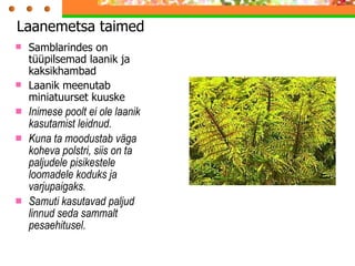 Samblarindes on tüüpilsemad laanik ja kaksikhambad Laanik meenutab miniatuurset kuuske Inimese poolt ei ole laanik kasutamist leidnud.  Kuna ta moodustab väga koheva polstri, siis on ta paljudele pisikestele loomadele koduks ja varjupaigaks.  Samuti kasutavad paljud linnud seda sammalt pesaehitusel. Laanemetsa taimed  