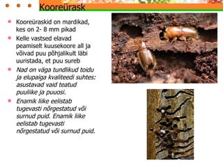 Kooreürask  Kooreüraskid on mardikad, kes on 2- 8 mm pikad Kelle vastsed elavad peamiselt kuusekoore all ja võivad puu põhjalikult läbi uuristada, et puu sureb Nad on väga tundlikud toidu ja elupaiga kvaliteedi suhtes: asustavad vaid teatud puuliike ja puuosi.  Enamik liike eelistab tugevasti nõrgestatud või surnud puid. Enamik liike eelistab tugevasti nõrgestatud või surnud puid. 