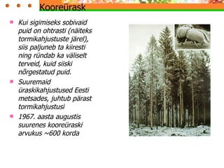 Kui sigimiseks sobivaid puid on ohtrasti (näiteks tormikahjustuste järel), siis paljuneb ta kiiresti ning ründab ka väliselt terveid, kuid siiski nõrgestatud puid. Suuremaid üraskikahjustused Eesti metsades, juhtub pärast tormikahjustusi 1967. aasta augustis  suurenes kooreüraski arvukus ~600 korda Kooreürask  