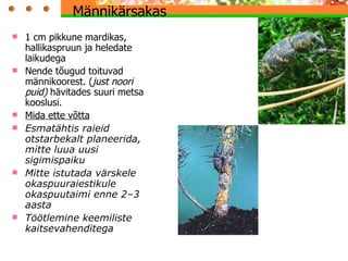 Männikärsakas  1 cm pikkune mardikas, hallikaspruun ja heledate laikudega  Nende tõugud toituvad männikoorest. ( just noori puid)  hävitades suuri metsa kooslusi. Mida ette võtta E smatähtis raieid otstarbekalt planeerida , mitte luua uusi sigimispaiku M itte istutada värskele okaspuuraiestikule okaspuutaimi enne 2–3 aasta  T öötlemine keemiliste kaitsevahenditega 