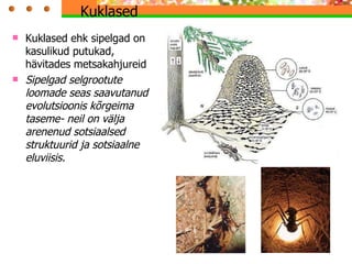 Kuklased  Kuklased ehk sipelgad on kasulikud putukad, hävitades metsakahjureid S ipelgad selgrootute loomade seas saavutanud evolutsioonis kõrgeima taseme -  neil on välja arenenud sotsiaalsed struktuurid ja sotsiaalne eluviisis.  