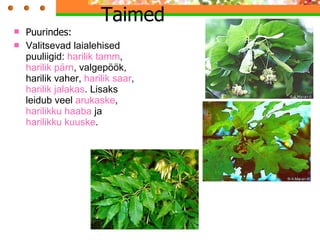 Taimed  Puurindes: V alitsevad laialehised puuliigid:  harilik tamm ,  harilik pärn , valgepöök, harilik vaher,  harilik saar ,  harilik jalakas . Lisaks leidub veel  arukaske ,  harilikku haaba  ja  harilikku kuuske . 