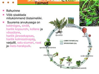 Taimed  Rohurinne  Võib  sisaldada mitukümmend õistaimeliiki. Suurema arvukusega on  koldnõges ,  sinilill ,  harilik kopsurohi ,  kollane  ja  võsaülane ,  harilik jänesekapsas ,  harilik kolmissõnajalg , varjulill,  salu-siumari ,  naat  ja  mets-harakputk . 