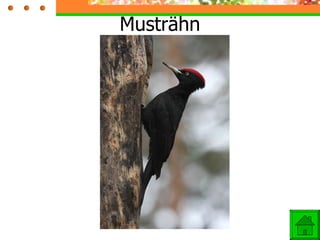 Musträhn 
