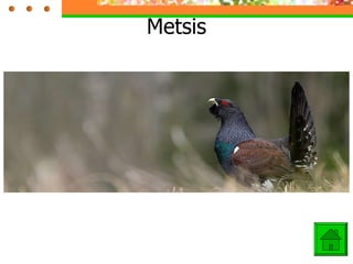 Metsis 