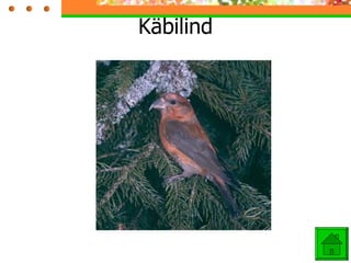 Käbilind 
