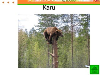 Karu  