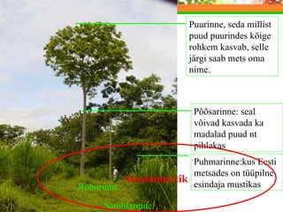 Metsarinded  Enamus looma ja taimeliike kuulub metsa elukooslusesse. Miks? Sest metsa elamisvõimalused on väga vaheldusrikkad. Mets on vaheldusrikas tänu sellele, et metsa saab jagada korrusteks ehk  metsarinneteks. Rohurinne  Samblarinne  Alustaimestik   Puurinne, seda millist puud puurindes kõige rohkem kasvab, selle järgi saab mets oma nime. Põõsarinne: seal võivad kasvada ka madalad puud nt pihlakas Puhmarinne:kus Eesti metsades on tüüpilne esindaja mustikas 