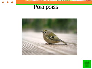 Pöialpoiss 