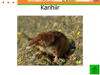Karihiir 