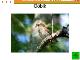 Ööbik 