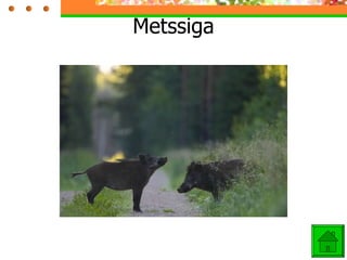 Metssiga 