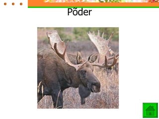 Põder 