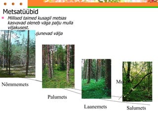 Metsatüübid  Millised taimed kusagil metsas kasvavad oleneb väga palju mulla viljakusest. Tänu sellele kujunevad välja metsatüübid. Nõmme mets Palumets Laanemets Salumets  Mullapaksus  Nõmmemets  Palumets  Laanemets  Salumets  