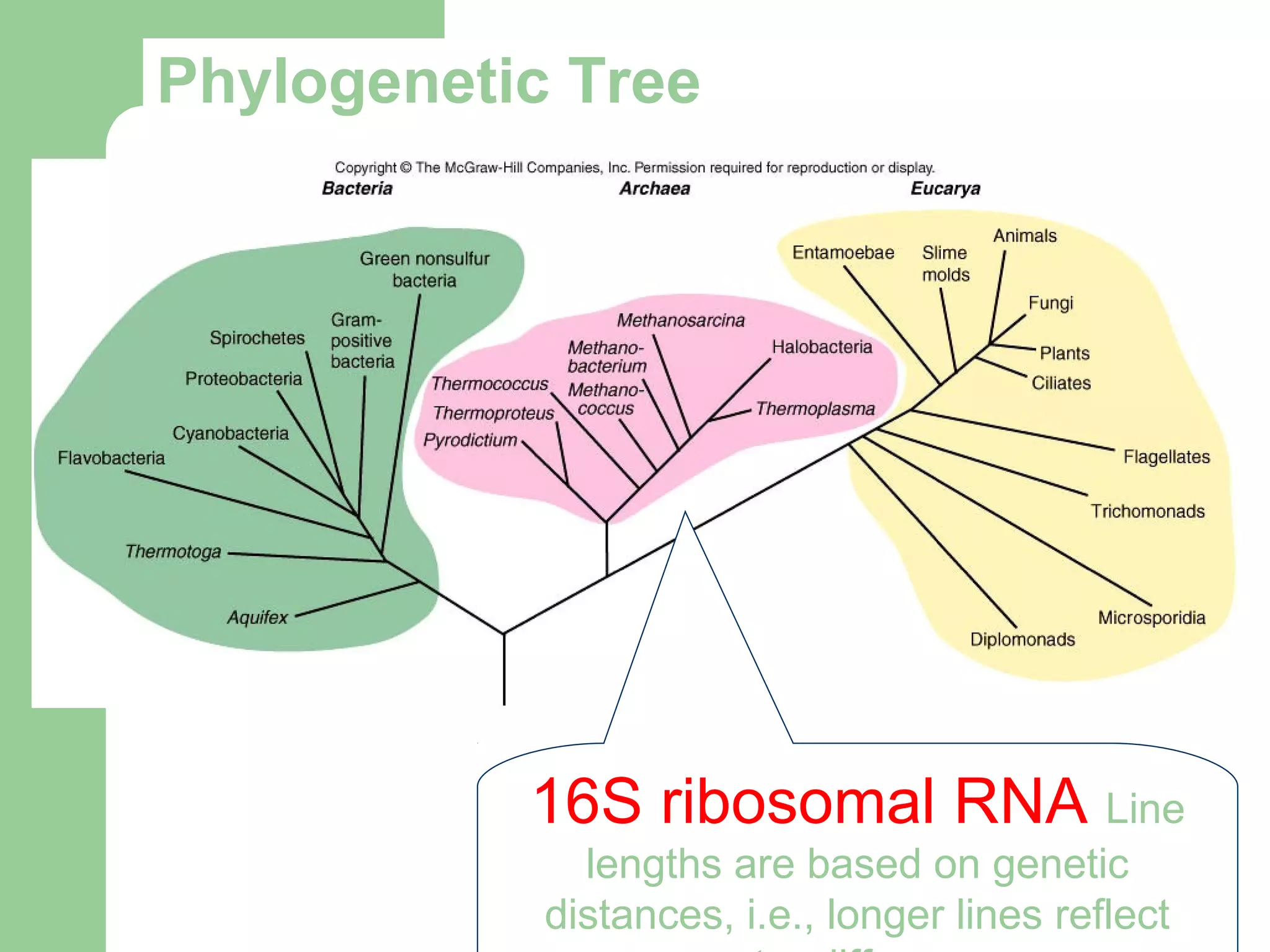 Phylogenetic Tree
16S ribosomal RNA Line
lengths are based on genetic
distances, i.e., longer lines reflect
 