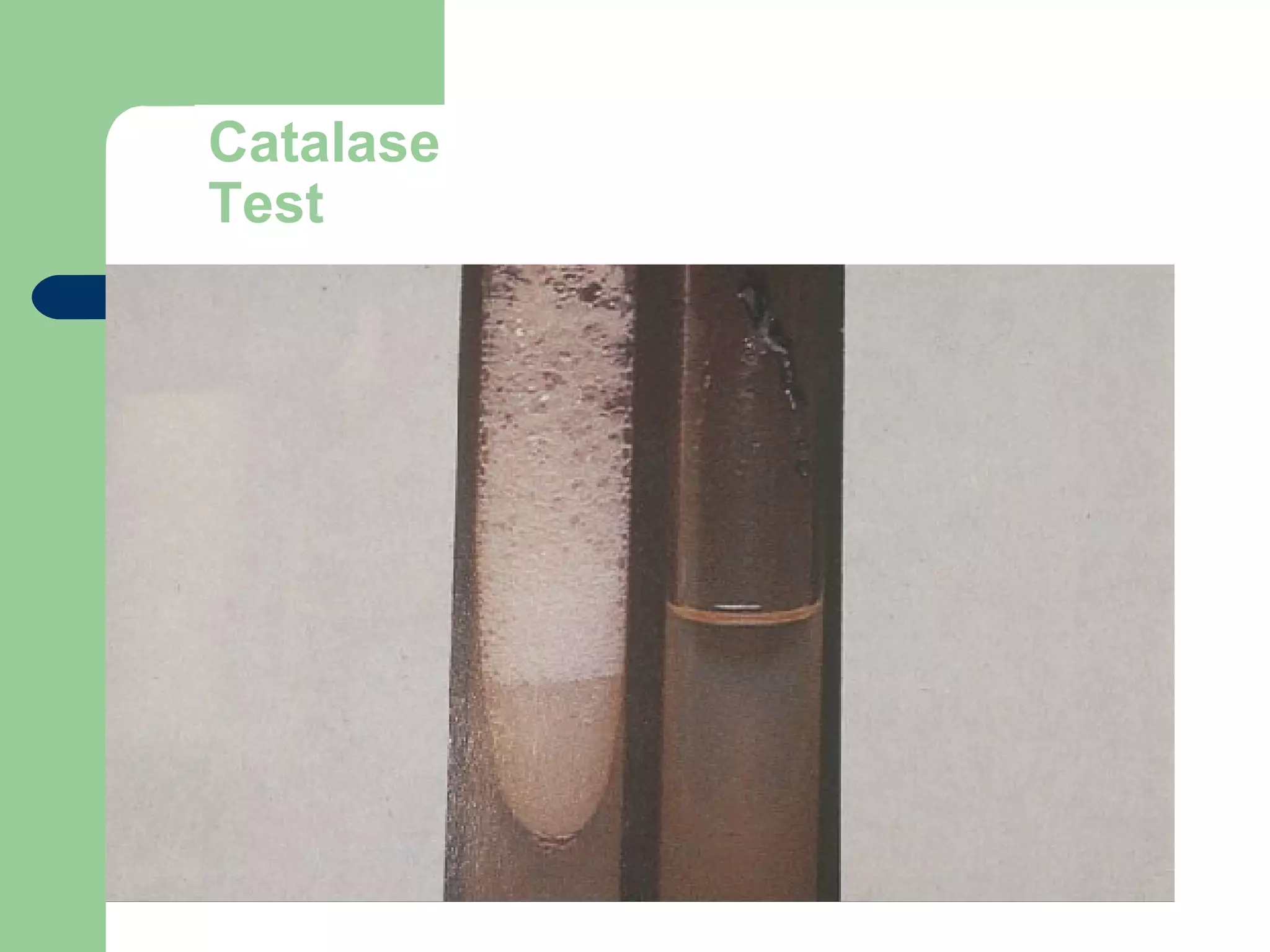 Catalase
Test
 