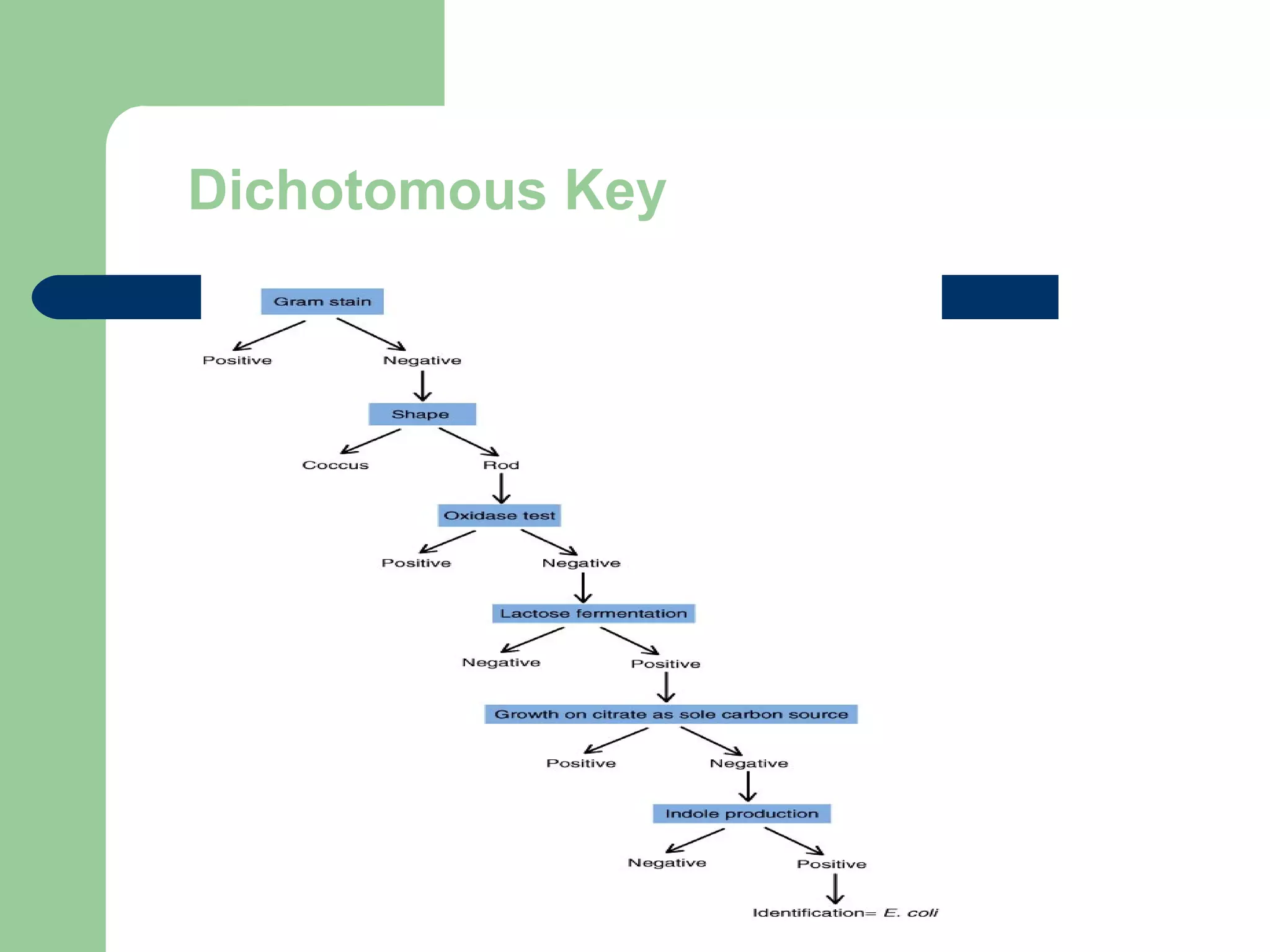 Dichotomous Key
 
