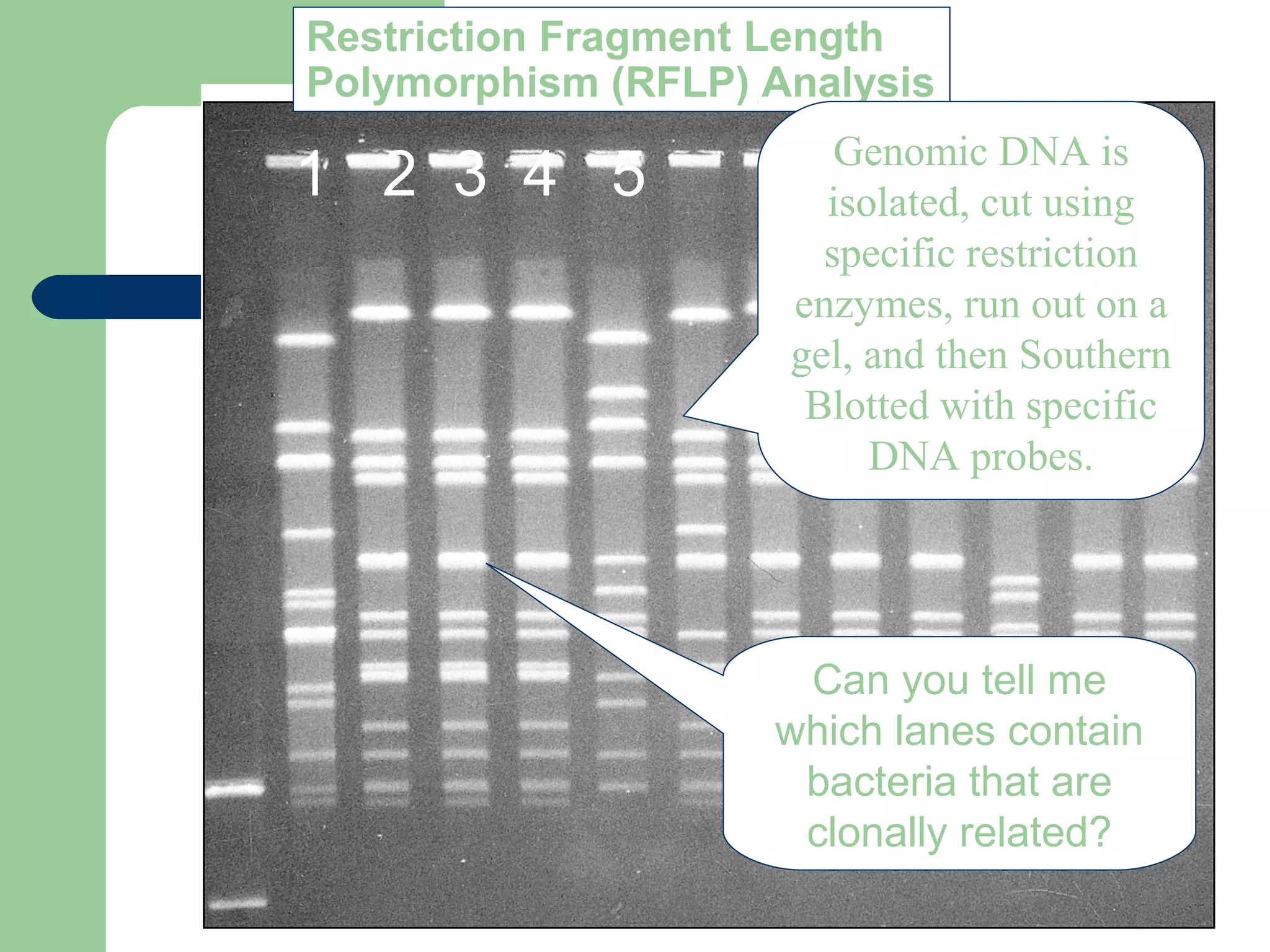 Restriction Fragment Length
Polymorphism (RFLP) Analysis
Genomic DNA is
isolated, cut using
specific restriction
enzymes, run out on a
gel, and then Southern
Blotted with specific
DNA probes.
Can you tell me
which lanes contain
bacteria that are
clonally related?
1 2 3 4 5
 
