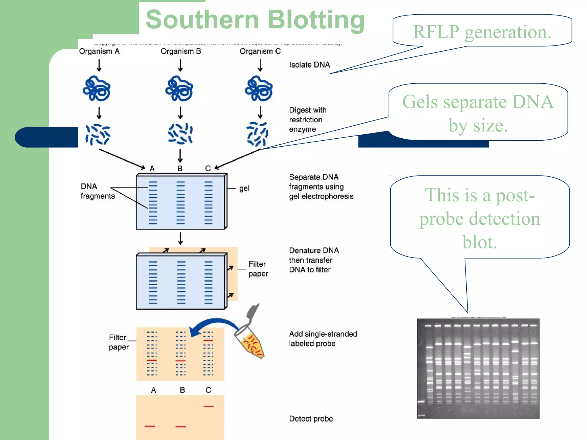 Southern Blotting RFLP generation.
Gels separate DNA
by size.
This is a post-
probe detection
blot.
 