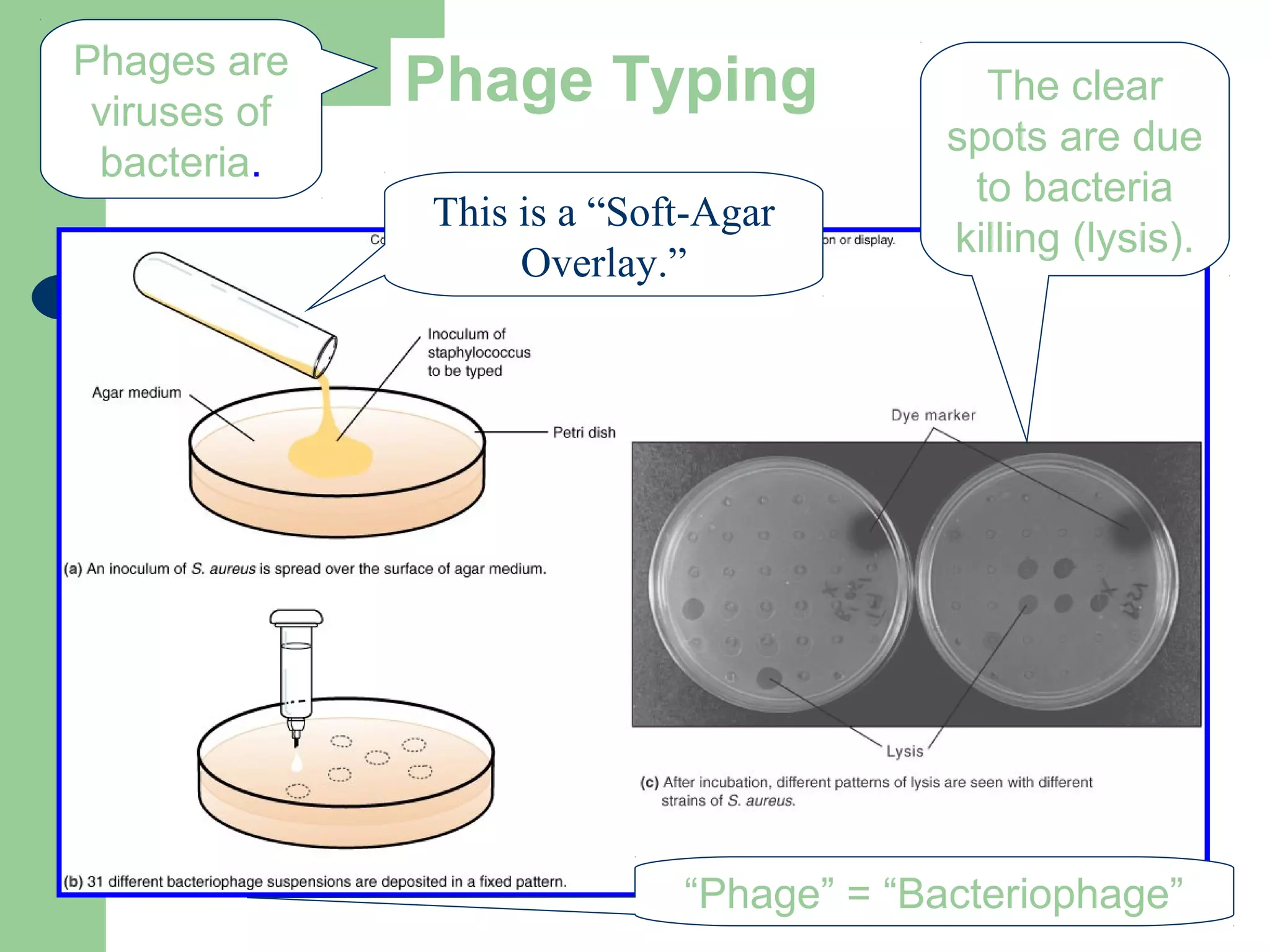 Phage TypingPhages are
viruses of
bacteria.
The clear
spots are due
to bacteria
killing (lysis).
This is a “Soft-Agar
Overlay.”
“Phage” = “Bacteriophage”
 