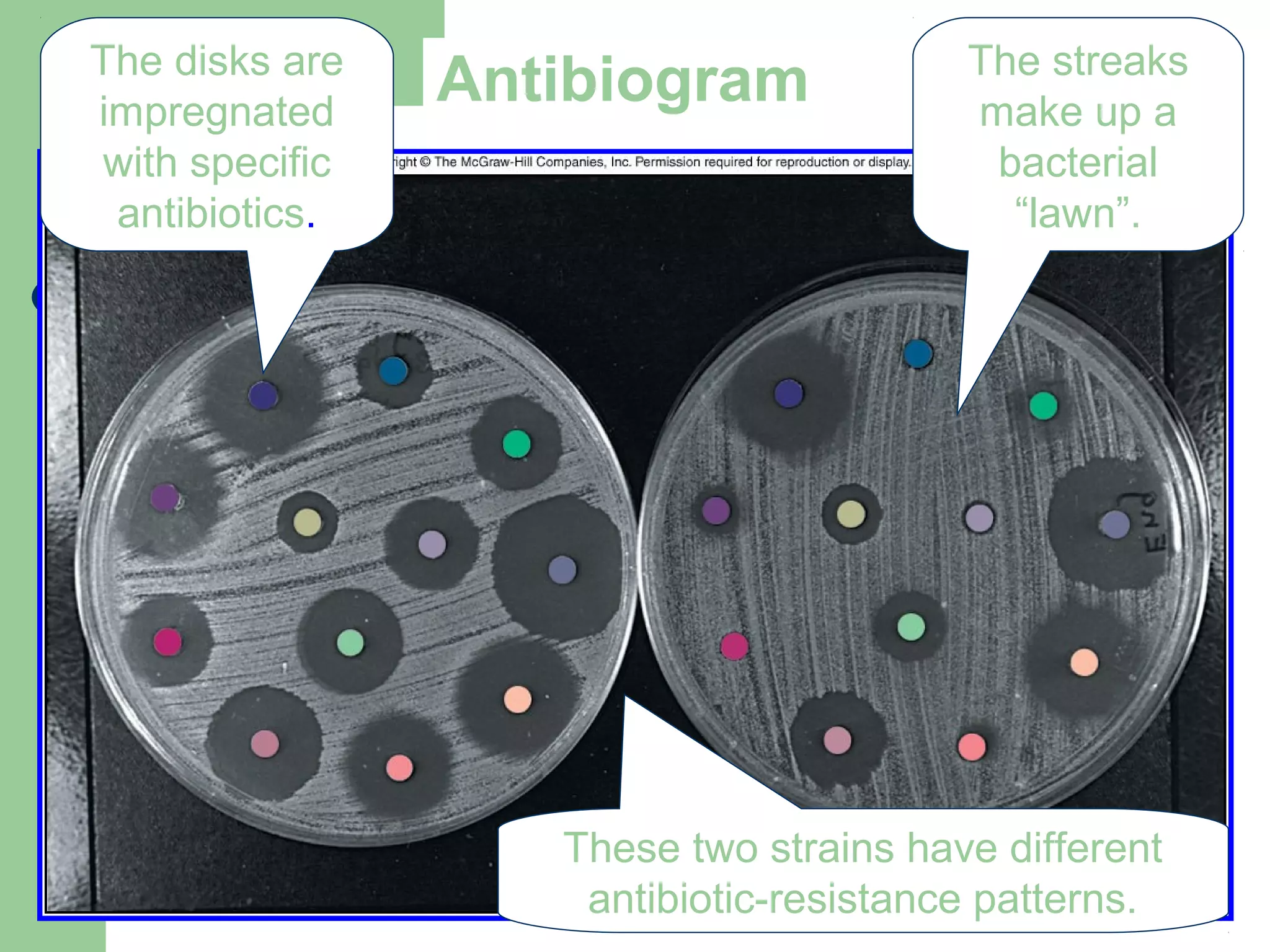 AntibiogramThe disks are
impregnated
with specific
antibiotics.
The streaks
make up a
bacterial
“lawn”.
These two strains have different
antibiotic-resistance patterns.
 