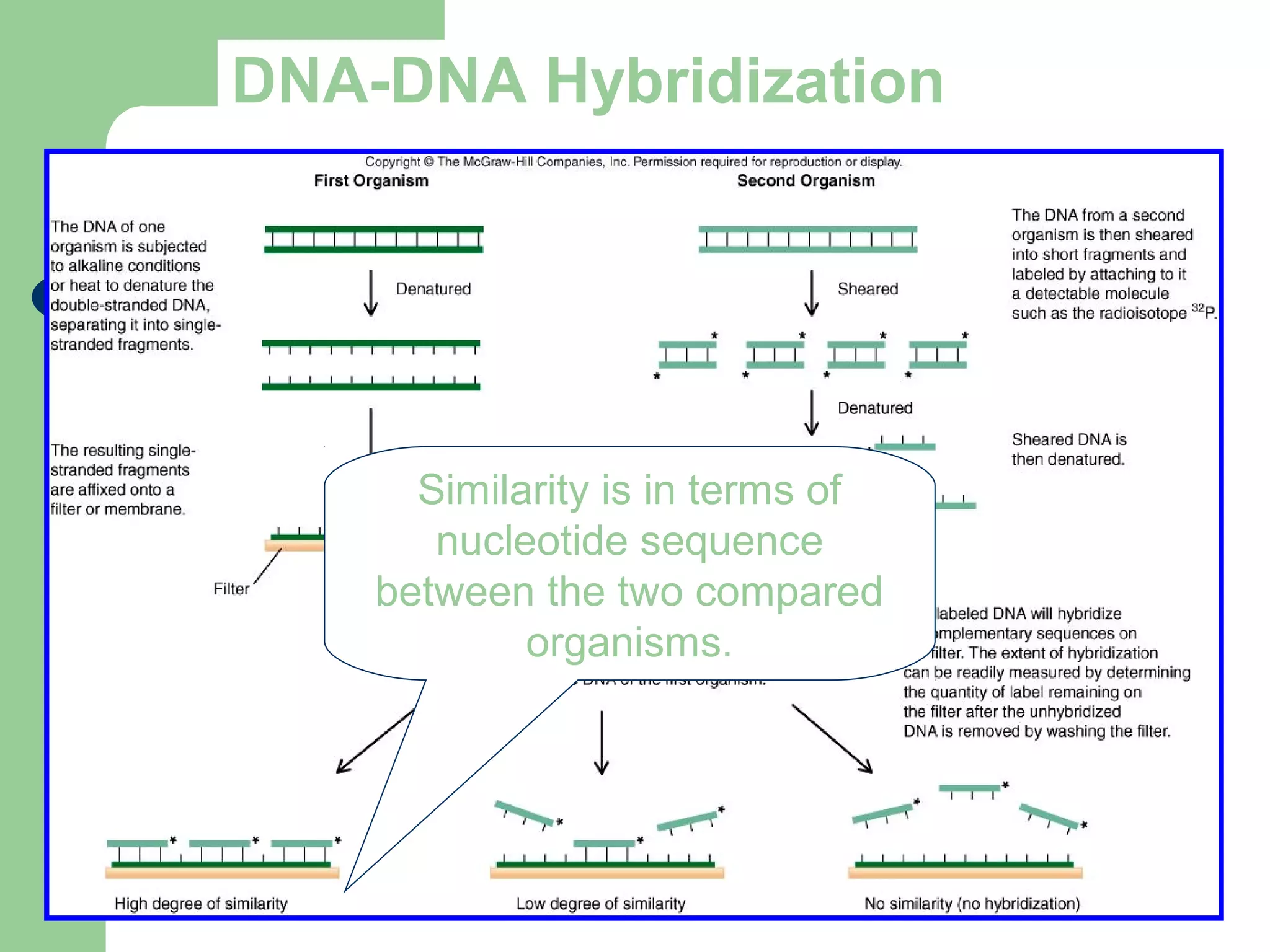 DNA-DNA Hybridization
Similarity is in terms of
nucleotide sequence
between the two compared
organisms.
 