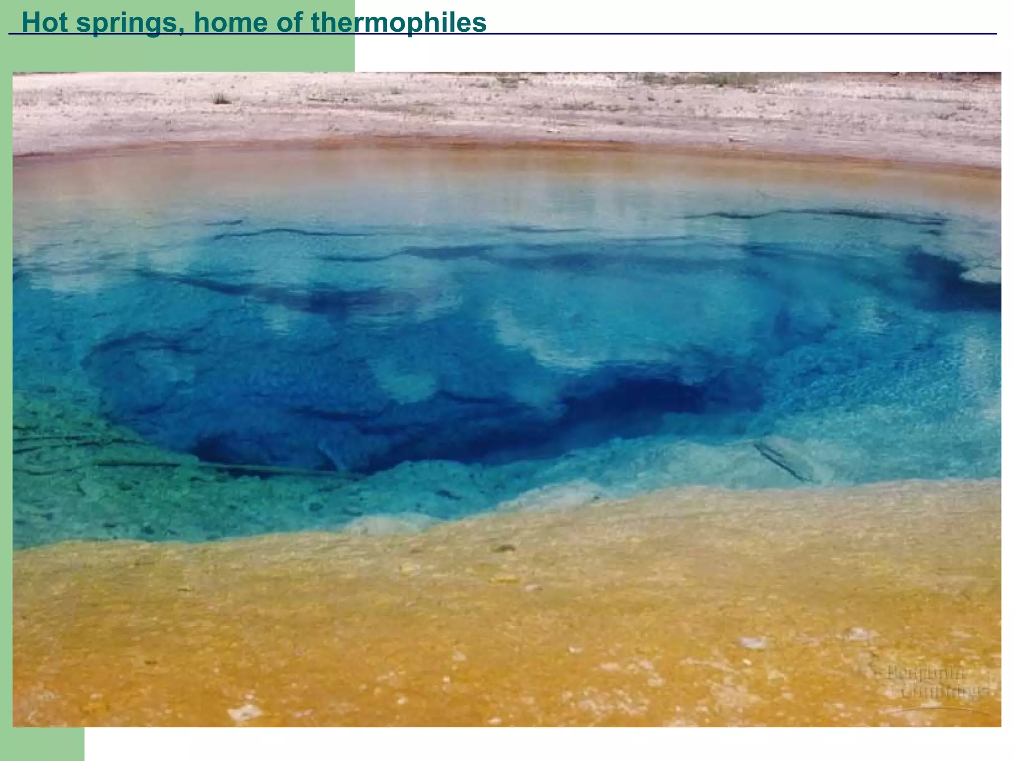 Hot springs, home of thermophiles
 