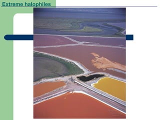 Extreme halophiles
 