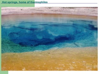 Hot springs, home of thermophiles
 
