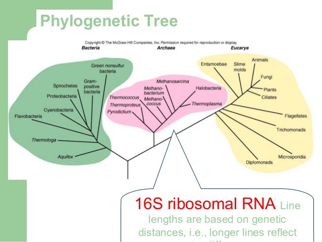 [Micro] classification of prokaryotes