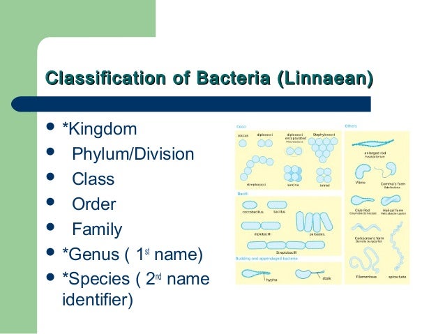 [Micro] classification of prokaryotes