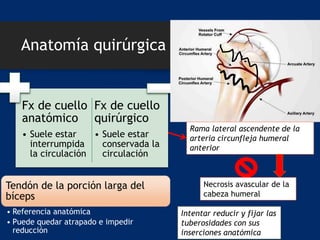 Anatomía quirúrgica
Fx de cuello
anatómico
• Suele estar
interrumpida
la circulación
Fx de cuello
quirúrgico
• Suele estar
conservada la
circulación
Tendón de la porción larga del
bíceps
• Referencia anatómica
• Puede quedar atrapado e impedir
reducción
Rama lateral ascendente de la
arteria circunfleja humeral
anterior
Necrosis avascular de la
cabeza humeral
Intentar reducir y fijar las
tuberosidades con sus
inserciones anatómica
 