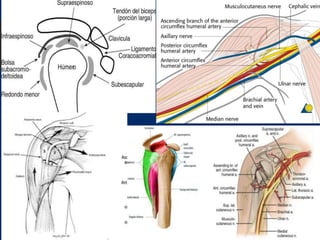 Fracturas de humero proximal AO