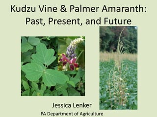 Kudzu Vine & Palmer Amaranth:
Past, Present, and Future

Jessica Lenker
PA Department of Agriculture

 