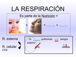 LA RESPIRACIÓN Es parte de la  Nutrición  = +  + …….. + …….. R. externa   O 2   pulmones  sangre exterior R. celular    CO 2     células CO2 
