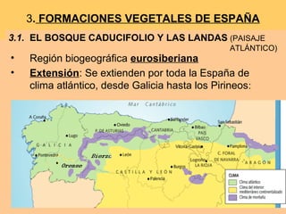 3. FORMACIONES VEGETALES DE ESPAÑA
• Región biogeográfica eurosiberiana
• Extensión: Se extienden por toda la España de
clima atlántico, desde Galicia hasta los Pirineos:
3.1. EL BOSQUE CADUCIFOLIO Y LAS LANDAS (PAISAJE
ATLÁNTICO)
 