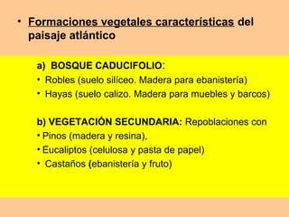 • Formaciones vegetales características del
paisaje atlántico
a) BOSQUE CADUCIFOLIO:
• Robles (suelo silíceo. Madera para ebanistería)
• Hayas (suelo calizo. Madera para muebles y barcos)
b) VEGETACIÓN SECUNDARIA: Repoblaciones con
• Pinos (madera y resina),
• Eucaliptos (celulosa y pasta de papel)
• Castaños (ebanistería y fruto)
 