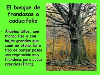 El bosque de
frondosas o
caducifolio
• Árboles altos, conÁrboles altos, con
tronco liso y contronco liso y con
hojas grandes quehojas grandes que
caen en otoñocaen en otoño. Este. Este
tipo de bosque poseetipo de bosque posee
una vegetación muyuna vegetación muy
frondosa, pero pocasfrondosa, pero pocas
especies (flora).especies (flora).
 