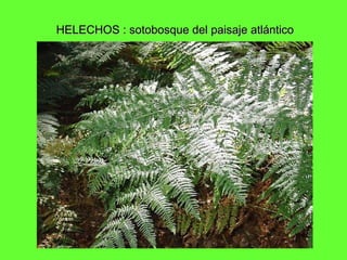 HELECHOS : sotobosque del paisaje atlánticoHELECHOS : sotobosque del paisaje atlántico
 