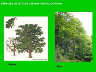 Roble
Haya
ESPECIES VEGETALES DEL BOSQUE CADUCIFOLIO
 