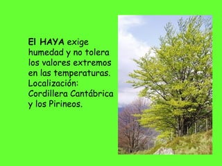 El HAYA exige
humedad y no tolera
los valores extremos
en las temperaturas.
Localización:
Cordillera Cantábrica
y los Pirineos.
 