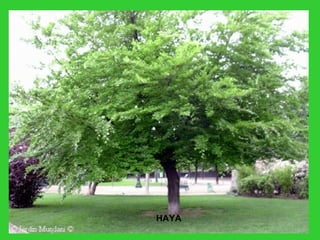 HAYA
 